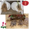 PIC-BIO Geotechnical Elements "Surprisingly Root Stretchable Roots Steadily, 5.3 oz