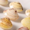 Premium Natural Clam Oil Face & Hand Balm Stick Large Size Clams in Gara Oil [4.8-5.3cm] - 1 Box (600 pcs) 10ea