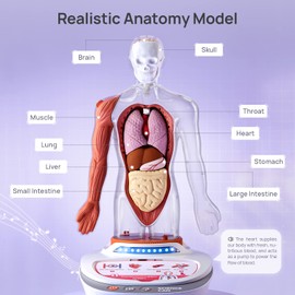 Science Can Human Body Model for Kids - Interactive Anatomy Model with 17 Pcs Removable Human Torso, STEM Educational Science Kit for Kids Aged 8+ Boys and Girls Gifts