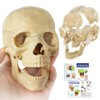 EVOTECH SCIENTIFIC Mini Skull Model, Didactic 15-Piece Palm-sized Anatomy Skull