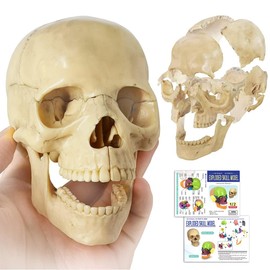 EVOTECH SCIENTIFIC Mini Skull Model, Didactic 15-Piece Palm-sized Anatomy Skull Model, Exploded Skull, Medical Teaching Learning, Skull Puzzle