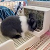 Rabbit Hay Feeder,Guinea Pig Hay Feeder，for Bunny, Guinea Pigs,Chinchillas, Anti-Waste,
