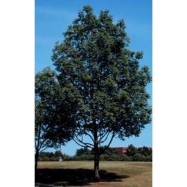 Fraxinus americana: American White Ash Seeds