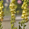 Outsidepride Foxglove Yellow - 2000 Seeds