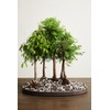 JK Global Imports Bonsai Soil by The Bonsai Supply C