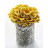Root Mushroom Farm—Golden Oyster Mushroom Grow Kit