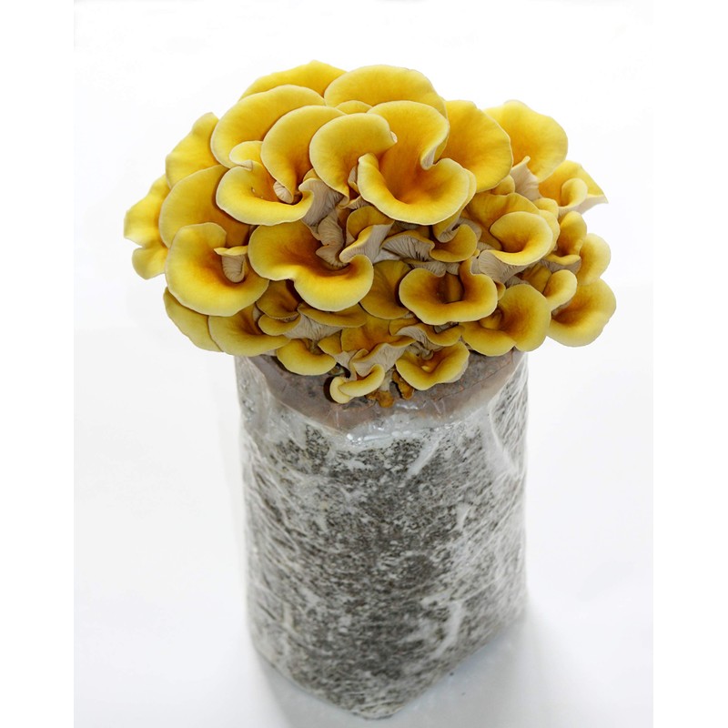 Root Mushroom Farm—Golden Oyster Mushroom Grow Kit
