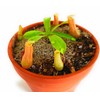 Carnivorous Plant Soil Topper (Topper Sand)
