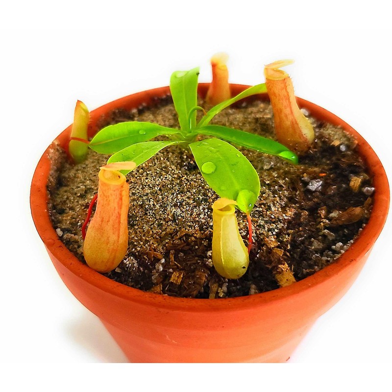 Carnivorous Plant Soil Topper (Topper Sand)