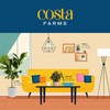Costa Farms ZZ Live Indoor Tabletop Plant in 6-Inch Grower
