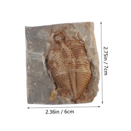 FELTECHELECTR Ancient Trilobite Specimen for Educational Use Unique Paleontology Decor for Home Office Science Teaching Tool Retro Style Clearly Visible Details