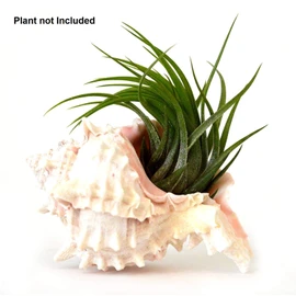 MaxJam SET OF 2 Real Seashell Rose Murex Conch Shell 8cm long Sea Snail Sea Shell
