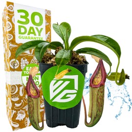 Miranda Carnivorous Pitcher Plant - Nepenthes Miranda - Wellspring Gardens Starter Plant - Unique & Exotic Tropical for Indoor/Outdoor Growing & Planting - Easy to Grow, Great for Nature Lovers
