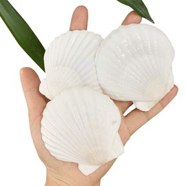 Small Tiny Sea Shells White Clam Bulk Natural Seashell for DIY Craft Home Decor Vase Fillers…