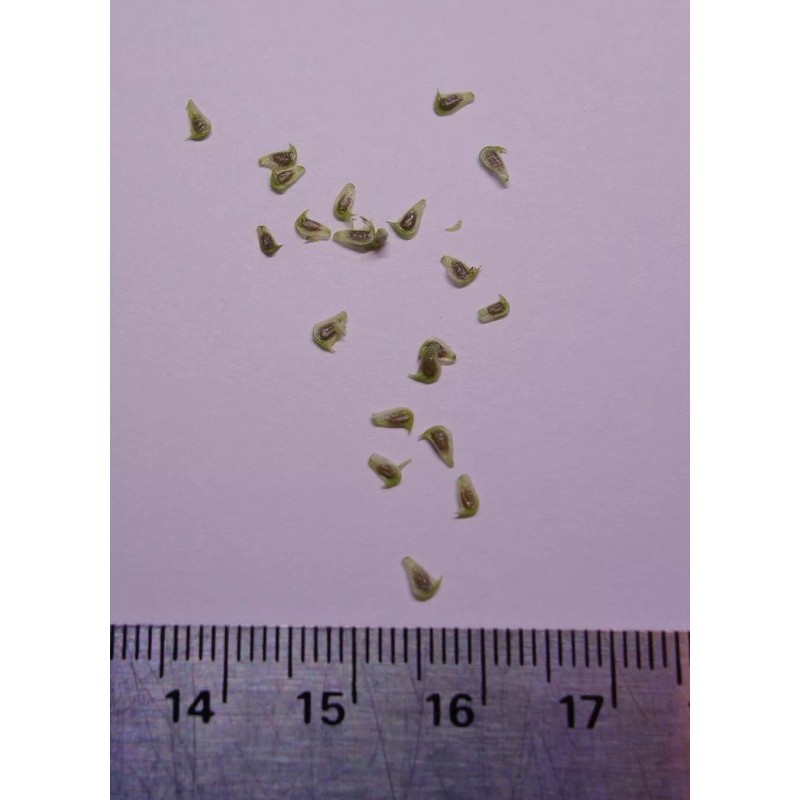 50 Sagittaria montevidensis SEEDS- Giant Aztec Arrowhead - Aquatic Pond