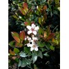 Indian Hawthorn - 30 Live Plants - Rhaphiolepis Indica Alba