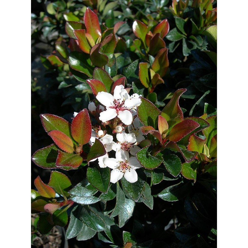 Indian Hawthorn - 30 Live Plants - Rhaphiolepis Indica Alba