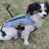 Dog Cooling Vest Summer Harness for Small Medium Reflective No