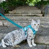 pangdi Cat Harness and Leash Escape Proof Extra Large Kitten