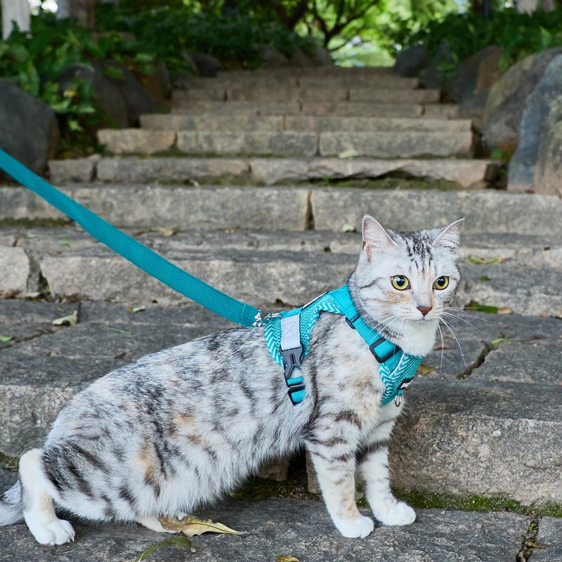 pangdi Cat Harness and Leash Escape Proof Extra Large Kitten