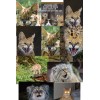 SELF PUBLISHED (10) ANGRY CATS NOVELTY POST CARDS, SEE FIRST