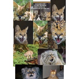 SELF PUBLISHED (10)  ANGRY CATS NOVELTY POST CARDS, SEE FIRST PHOTO IN GALLERY. BLANK BACK.