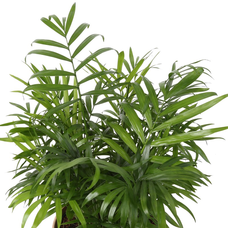 Costa Farms Neanthebella Parlor Palm Live Indoor Plant, 14-Inch Neathebella