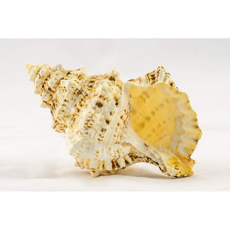 Conch Shell Decor - Seashell Decor - 9" Large Frog
