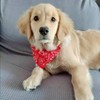 Ling & Bai 2Pcs Dog Bandana Collar Adjustable Boho Pet