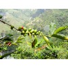 Redber Colombia Excelso Huila, Coffee Roasted to Order (Dark, Beans)