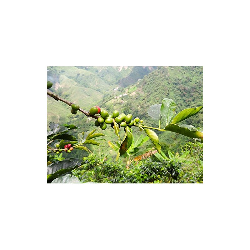 Redber Colombia Excelso Huila, Coffee Roasted to Order (Dark, Beans)