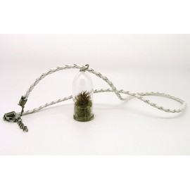 Arizona Cactus Live Terrarium Necklace Plant. Tiny Cacti with 17" White Woven String