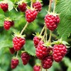 Red Raspberry Seeds for Planting 100+ Pcs Seeds Heirloom Non-GMO