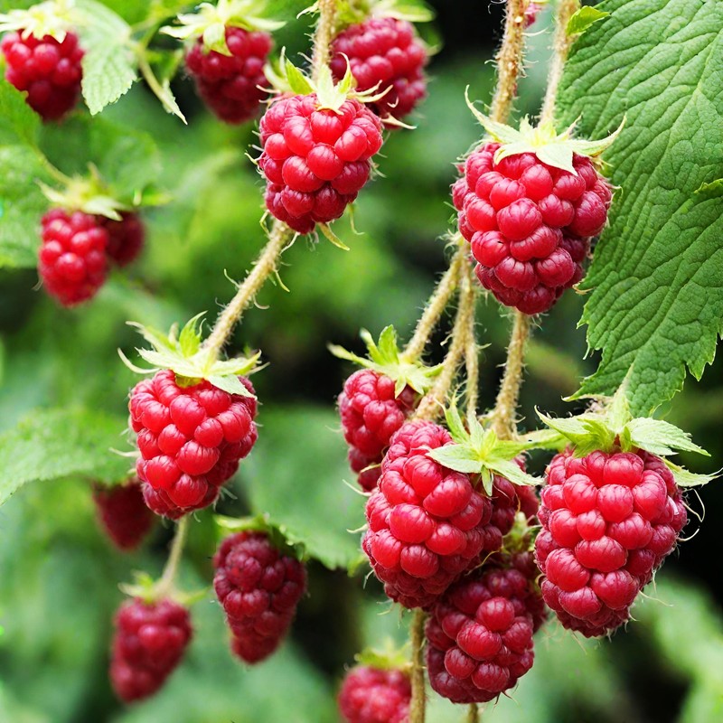 Red Raspberry Seeds for Planting 100+ Pcs Seeds Heirloom Non-GMO
