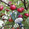 Oak Leaf Fruit Picker, 13 FT Picker Pole with Basket,