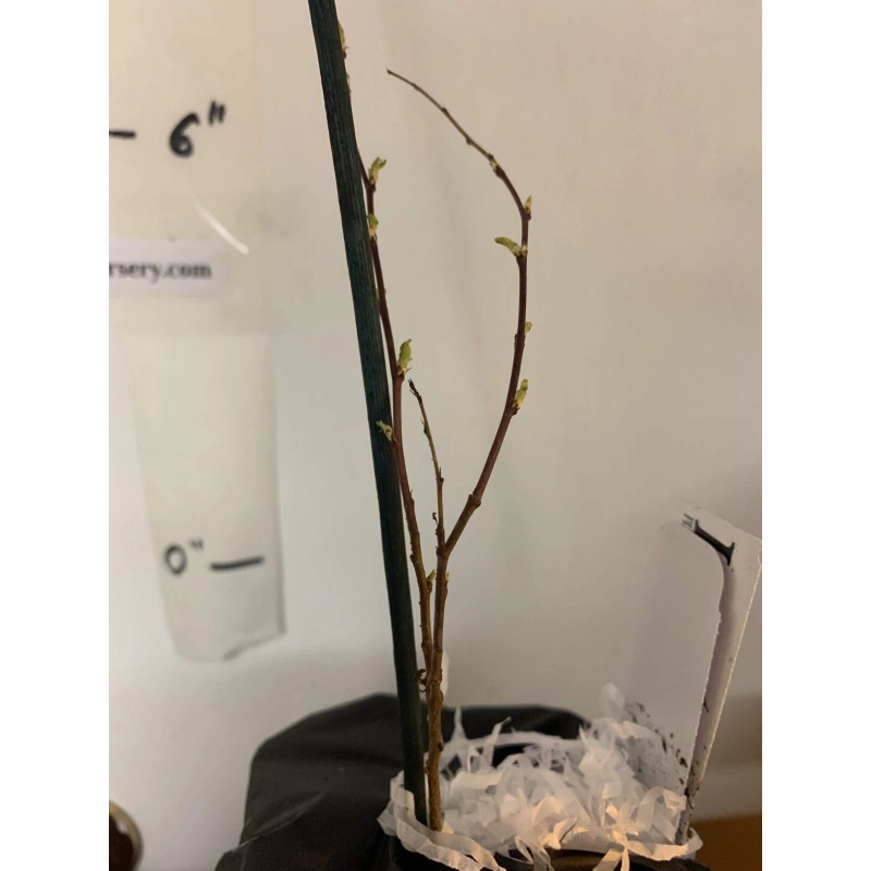 Live Tree Bush cherry Joel (Prunus japonica x Prunus jacquemontii)