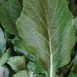 Seven Top Turnip 1 Oz ~10,000 Seeds – Brassica rapa – Non-GMO Heirloom Greens – 45–65 Days – Grown for Leafy Tops, Not Roots – Cool Season Crop, Hardy Biennial – for Southern & Northern Gardens