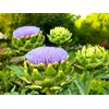 Artichoke 20 Seeds for Planting Non-GMO