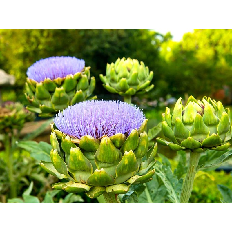 Artichoke 20 Seeds for Planting Non-GMO