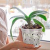 Orchid Flower Pot Breathable Clear Orchid Planting Pot with Holes