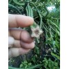Cactus Night Blooming Cereus Cactus 5 ROOTED Cacti Easy to