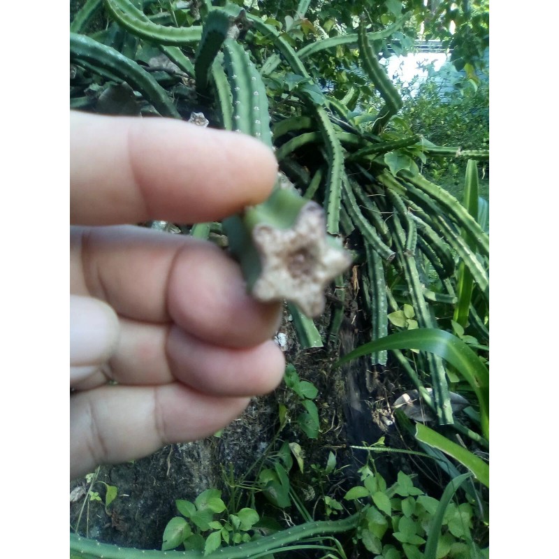 Cactus Night Blooming Cereus Cactus 5 ROOTED Cacti Easy to