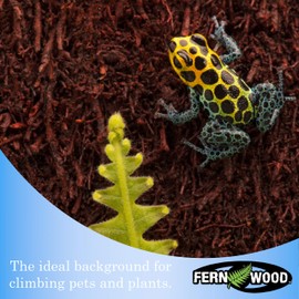 Fernwood Vivarium and Terrarium Background Panels - Made from New Zealand Tree Fern | Natural and Fibrous | for Reptile Tank and Vivarium | 12x6x0.06