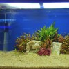 BESPORTBLE Aquarium Red Stone: 500g Fish Tank Volcanic Stones for