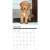 Just Goldendoodles 2025 12" x 12" Wall Calendar