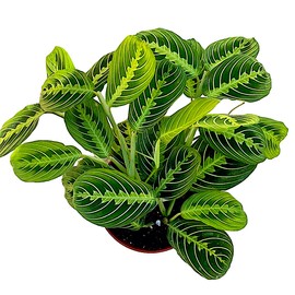 Live Plant, Lemon Lime Maranta Prayer Plant, Pet Friendly, Air Purifying, Easy Care, 12-16 inch Tall, Easy to Grow Rare Indoor Plant, Houseplant, 4 inch Pot by Hopewind Plants Shop