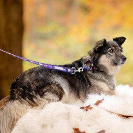 Lucky Love Dog Tropical Fish Pattern Martingale Collar and Leash Set, Summer Themed No Slip Collars for Medium Dogs, Great for Whippets, Greyhounds, and More (Mackey, Medium - Combo)