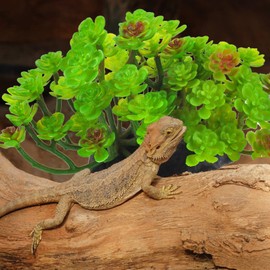 kathson Reptile Plant Succulent,Artificial Plants Aquarium &Terrarium Accessories for Bearded Dragon Crested Leopard Gecko Lizard Chameleon Tortoise Betta Fish Hermit Crab