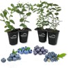 Wekiva Foliage Blueberry Variety Pack - 4 Live Starter Plants