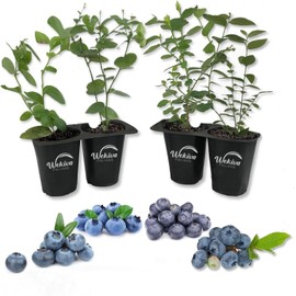 Wekiva Foliage Blueberry Variety Pack - 4 Live Starter Plants - Four Live Starter Plants for...